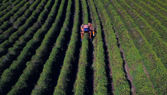 Supermercado do mundo, Paraná atrai turismo agrotecnológico especializado